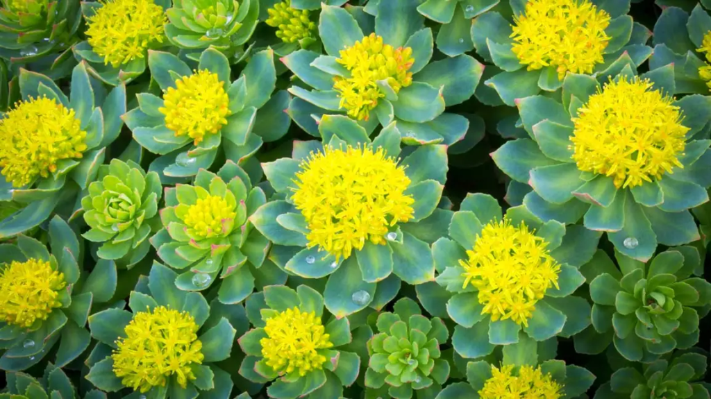 Rhodiolin 2 rhodiola rosea, rhodiolin